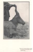 Streeter, Daniel W[illard]: Denatured Africa. Illustrated. (Széchenyi Zsigmond vadászati író Kőröshe...