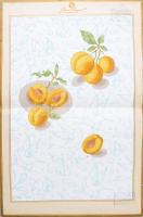 cca 1910 Sipos Lajos festőművész falfestő üzem mintalapja, hajtott, 48×32 cm