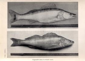 Entz Géza - Sebestyén Olga: A Balaton élete. 44 táblával és 67 szövegképpel. Budapest, 1942. Királyi...