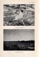 Entz Géza - Sebestyén Olga: A Balaton élete. 44 táblával és 67 szövegképpel. Budapest, 1942. Királyi...