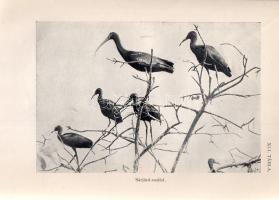 Entz Géza - Sebestyén Olga: A Balaton élete. 44 táblával és 67 szövegképpel. Budapest, 1942. Királyi...