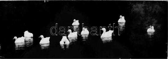 G. Szántó András (1937-2002): Libák. Fotó, papír, kartonon, hátoldalán pecséttel jelzett, 14x39,5 cm