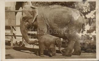 Budapest XIV. Állatkert Indiai Elefántok (b)