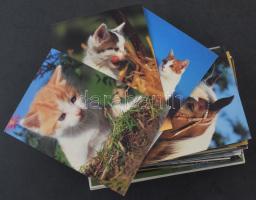 ÁLLATOK - Kb. 125 db MODERN motívum képeslap
