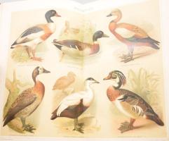 A Pallas Nagy Lexikona. Az összes ismeretek enciklopédiája. 1-18. kötet. Teljes sorozat! Bp., 1893-1...