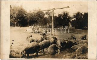 1926 Felsőireg (Iregszemcse), birkák, gémeskút. photo (fl)