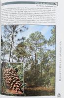 Dr. Debreczy Zsolt - Dr. Rácz István: Fenyők a Föld körül. Mind a két szerző, Debreczy Zsolt (1941-)...