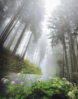 Daniel Friebe - Pete Goding: Hegynek fel. Európa legkiválóbb kerékpáros kaptatói. Ford.: Kántor Tamá...