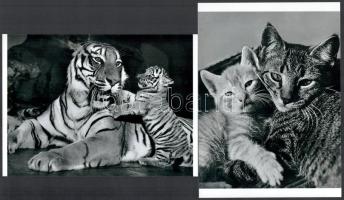Ylla (1911-1955) korábban Koffler Kamilla magyar - francia - amerikai fotográfus felvétele (Kis cicák és nagy macskák), 2 db modern nagyítás, jelzés nélkül, a néhai FOTÓ újság (1954-1989) archívumából, 15x21 cm és 21x15 cm