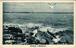 1942 Balaton, sirályok (EK)