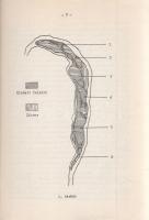 Gráfik Imre: 
Szállítás és közlekedés Szentendre szigetén. Kézirat gyanánt. (Dedikált.)
Budapest, ...