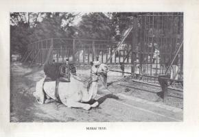 A Budapesti Állatkert útmutatója. Képes díszkiadás.
Budapest, 1913. Székesfővárosi Állatkert (Széke...