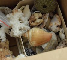 Doboznyi vegyes ásvány, kagyló, korall