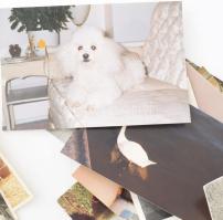 Állatokat ábrázoló vegyes fotók, össz. 41 db, változó méretben és állapotban