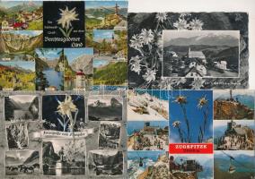 7 db MODERN képeslap havasi gyopárral (5 élővirágos) / 7 modern postcards with edelweiss flower (Leontopodium nivale), 5 real flower