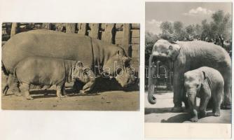 2 db MODERN Budapesti Állatkert képeslap: indiai elefánt és kicsinye, víziló és kicsinye (Képzőművészeti Alap) / 2 modern Budapest Zoo postcards: elephants and hippopotamuses
