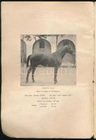 La croissance de chevaux de Mezőhegyes et de sa contrée. Redigé par le commandement du haras de Mező...