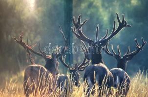 Naturerbe Europa. Alte Welt - Neue Chancen. [Európa természeti kincsei. A WWF Németország természetv...