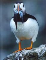 Naturerbe Europa. Alte Welt - Neue Chancen. [Európa természeti kincsei. A WWF Németország természetv...