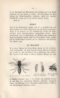 Alfonsus, Alois: Allgemeines Lehrbuch der Bienenzucht. Verfasst und herausgegeben von Alois Alfonsus...