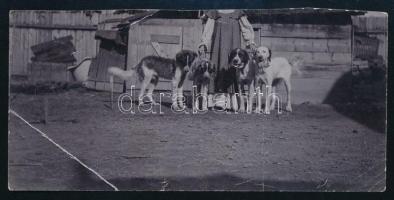 1912 Temesvár, négy kutya fényképe, hátoldalon feliratozva, fotó felületén törésnyomok, 5,5×11 cm