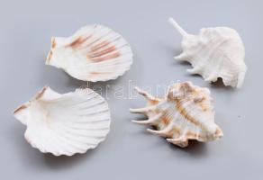 4 darab tengeri kagyló, csiga, h: 13 cm alatt