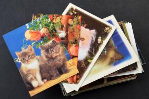 ÁLLATOK - Kb. 111 db MODERN állatos motívum képeslap / ANIMALS - Cca. 111 MODERN motive postcards