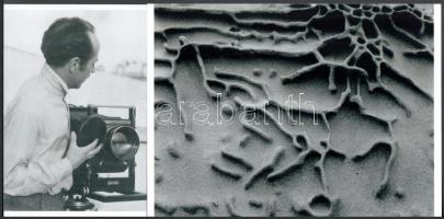 cca 1942 Edward Weston (1886-1958) amerikai fotóművész felvétele (Labirintus), hozzáadva egy portrét, amely fotografálás közben készült Westonról (Tina Modotti felvétele 1924-ből), 2 db modern nagyítás, 15x21 cm és 15x10 cm