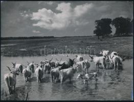 cca 1930-1940 Szendrő István (1908-2000): Szürkemarhák, pecséttel jelzett fotó, 16,5×22 cm