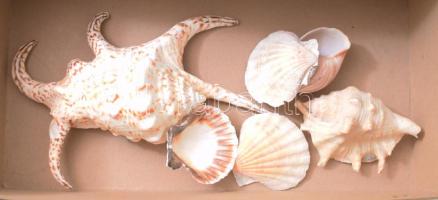 Kis doboznyi csiga, kagyló, h: 20 cm alatt