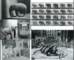 Elefántok a városban, eltérő időben készült felvételek, 5 db modern nagyítás, jelzés nélkül, 15x21 cm és 10x15 cm