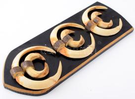 Vaddisznó agyar trófea fa alapon. 48 cm