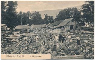 1910 Puj, Pui (Hunyad); fűrészgyár. Adler fényirda (Szászváros) 1909. / sawmill, wood industry