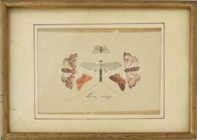 Tiszavirágja litográfia. 17x12 cm Üvegezett keretben