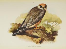 Herman Ottó: A madarak hasznáról és káráról. Darányi Ignácz m. kir. földmívelésügyi minister megbízá...