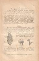 Kriesch János - Teschler György (átdolg.): 
A természetrajz vezérfonala. Első rész: Állattan. A köz...