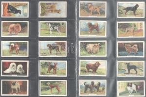 Gallaher brit cigaretta-gyűjtőkártyák, 48 db-os komplett sorozat (kutyák), albumlapokon / British cigarette cards, complete series of 48 (Dogs), in album sheets
