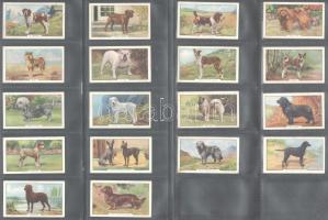 Gallaher brit cigaretta-gyűjtőkártyák, 48 db-os komplett sorozat (kutyák), albumlapokon / British ci...