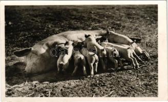 1942 Budapest, Országos Mezőgazdasági Kiállítás és Tenyészállatvásár, a koca mosolyog, mialatt a 9 malacot szoptatja