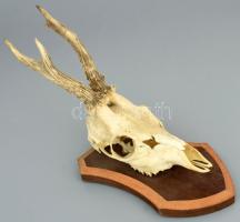 Őz trófea, fa tartón, h: cca 37 cm