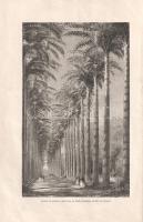 Brassey, [Anna Allnutt]:
Le tour du monde en familie. Voyage de la famille Brassey dans son yacht L...