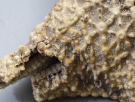 cca 1990, antik nagyméretű tengeri csillag, sérüléssel, d: 27 cm