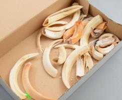 Doboznyi vaddisznó agyar, vegyes állapotban.