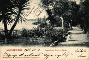 1906 Mali Losinj, Lussinpiccolo; Vegetations-Gruppe, Cigale. Verlag B. Lergetporer