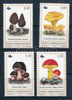 Local mushrooms set Helyi gombák sor
