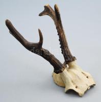 Őz trófea, h: 23 cm