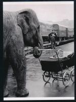 cca 1938 "Ormányos bébicsősz", 1 db modern nagyítás, jelzés nélkül, 21x15 cm