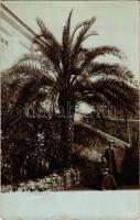 Mali Losinj, Lussinpiccolo; palm tree. B. Lergetporer photo (fl)