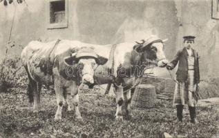 Hungarian peasant with Cattle (fa)