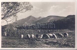 Felsővisó pigs on Horthy peak photo